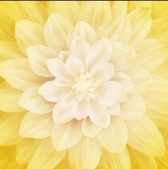 44″ X 44″ Panel Dream Big Flower Dahlia Florals Cotton Fabric Panel D141.10