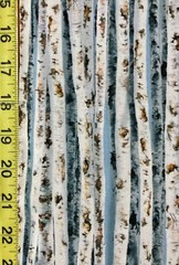 Birch Trees Timeless Treasures woods tree texture