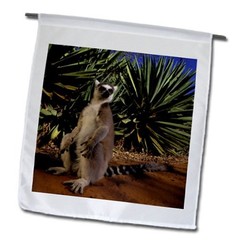3dRose fl_72886_1 Madagascar Berenty Private Reserve Ring-Tailed Lemu