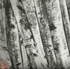 Birch Trees wildlifle Timeless Treasures fabric