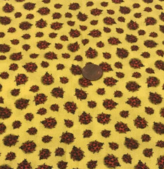Red & Black Ladybugs on Yellow * Stof Fabrics * 100% Quality Cotton * 8″ x 21″