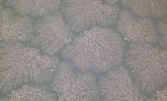 MAGNOLIA HOME ARIEL SPA FLORAL CORAL CURTAIN FURNITURE FABRIC 26 YARD 54″W