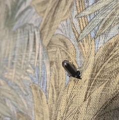 Tommy Bahama BAHAMIAN BREEZE Palms Outdoor Fabric 2 Yds X 55″ Blue Green READ