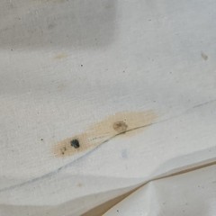 Lot Of 9 Yards Rockland Anniversary Muslin Fabric